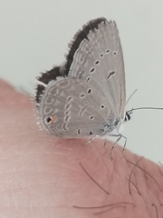 Eicochrysops messapus