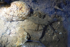 Laccotrephes japonensis