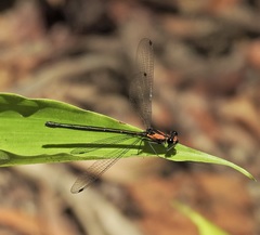 Austroargiolestes aureus
