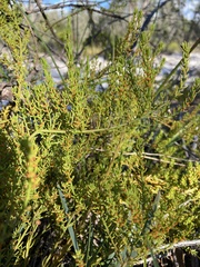 Leptomeria cunninghamii
