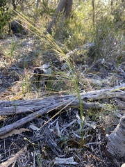 Austrostipa compressa