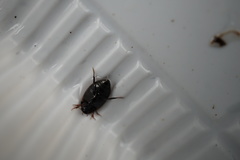 Agabus japonicus