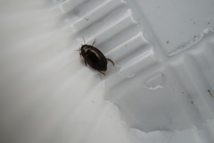 Agabus japonicus