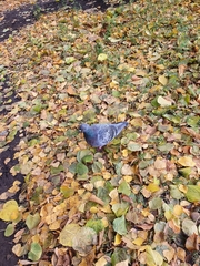Columba livia domestica