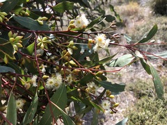 Eucalyptus porosa