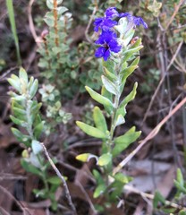 Dampiera lanceolata