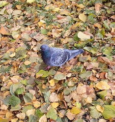 Columba livia domestica