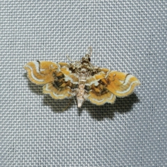 Musotima suffusalis