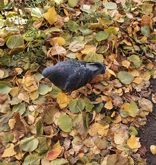 Columba livia domestica