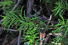 Podocarpus spinulosus