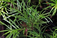 Podocarpus spinulosus