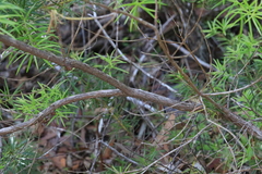 Podocarpus spinulosus