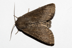 Ichneutica nullifera