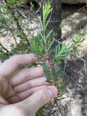 Darwinia procera