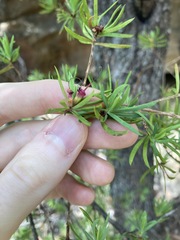 Darwinia procera