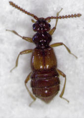 Sagola bipunctata