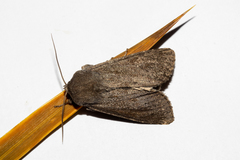 Ichneutica nullifera