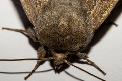 Ichneutica nullifera