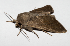 Ichneutica nullifera