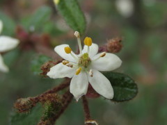 Asterolasia asteriscophora