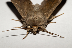 Ichneutica nullifera