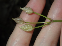 Burchardia umbellata