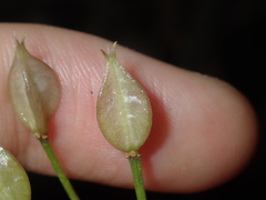 Burchardia umbellata