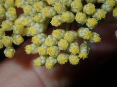 Cassinia denticulata