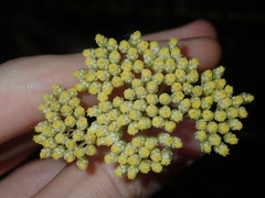 Cassinia denticulata