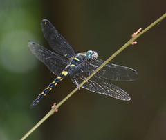 Onychothemis testacea