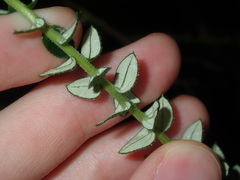 Cassinia denticulata