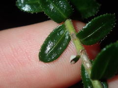 Cassinia denticulata