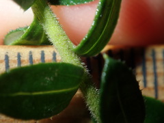 Cassinia denticulata