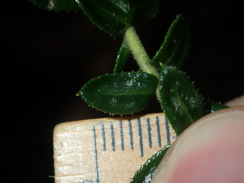 Image of Cassinia denticulata by (c) Thomas Mesaglio, some rights reserved (CC BY)
