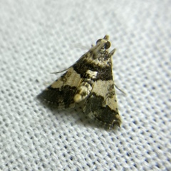 Nacoleia mesochlora