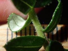 Cassinia denticulata