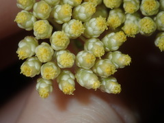 Cassinia denticulata