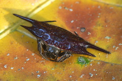 Gasteracantha mengei