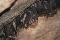 Hipposideros cervinus