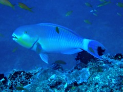 Chlorurus strongylocephalus