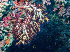 Chironephthya