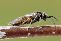 Periclista albida