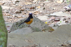 Copsychus stricklandii stricklandii