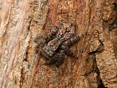 Servaea incana