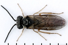 Periclista albida
