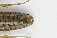 Periclista albida