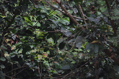 Platysteira castanea