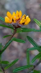 Pultenaea polifolia