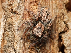 Servaea incana