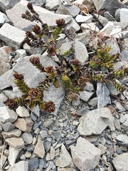 Veronica haastii